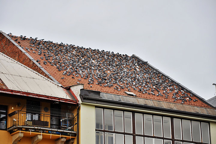 A2B Pest Control are able to install spikes to deter birds from roofs in Woodford. 