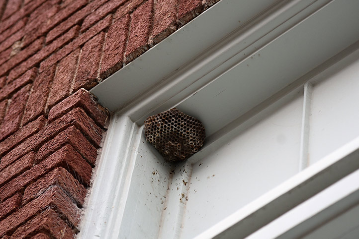 We provide a wasp nest removal service for domestic and commercial properties in Woodford.